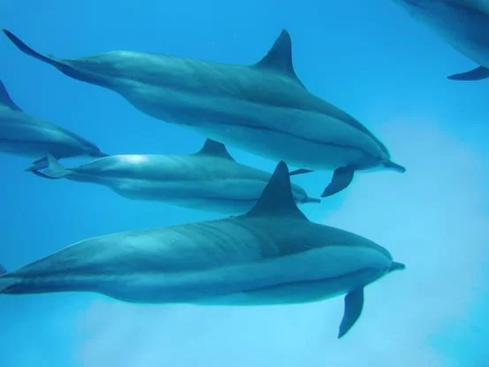 Sataya Dolphin Reef 